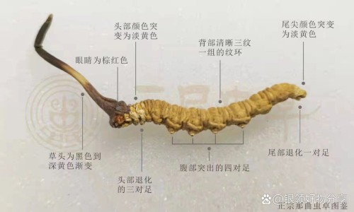 单喝水的功效与作用网- 如果只喝水 一个人能坚持多久知识,分享一天单纯喝水量多少毫升最合适